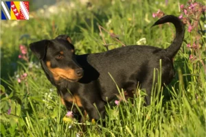Lire la suite à propos de l’article Eleveurs de terriers de chasse allemands et chiots en Grand Est