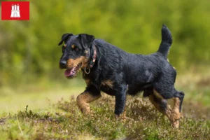 Lire la suite à propos de l’article Éleveurs de terriers de chasse allemands et de chiots à Hambourg