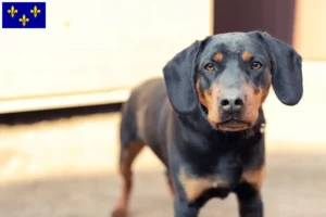 Lire la suite à propos de l’article Eleveurs de Terriers de chasse allemands et chiots en Île-de-France