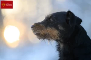 Lire la suite à propos de l’article Eleveurs de terriers de chasse allemands et chiots en Occitanie