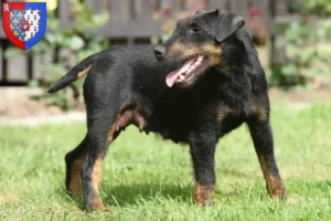 Lire la suite à propos de l’article Eleveurs de terriers de chasse allemands et chiots en Pays de la Loire