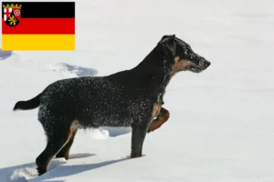 Lire la suite à propos de l’article Eleveurs de terriers de chasse allemands et chiots en Rhénanie-Palatinat