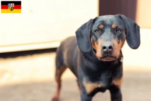 Lire la suite à propos de l’article Éleveurs de terriers de chasse allemands et de chiots en Sarre