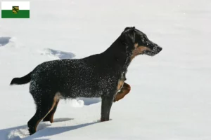 Lire la suite à propos de l’article Eleveurs de terriers de chasse allemands et chiots en Saxe
