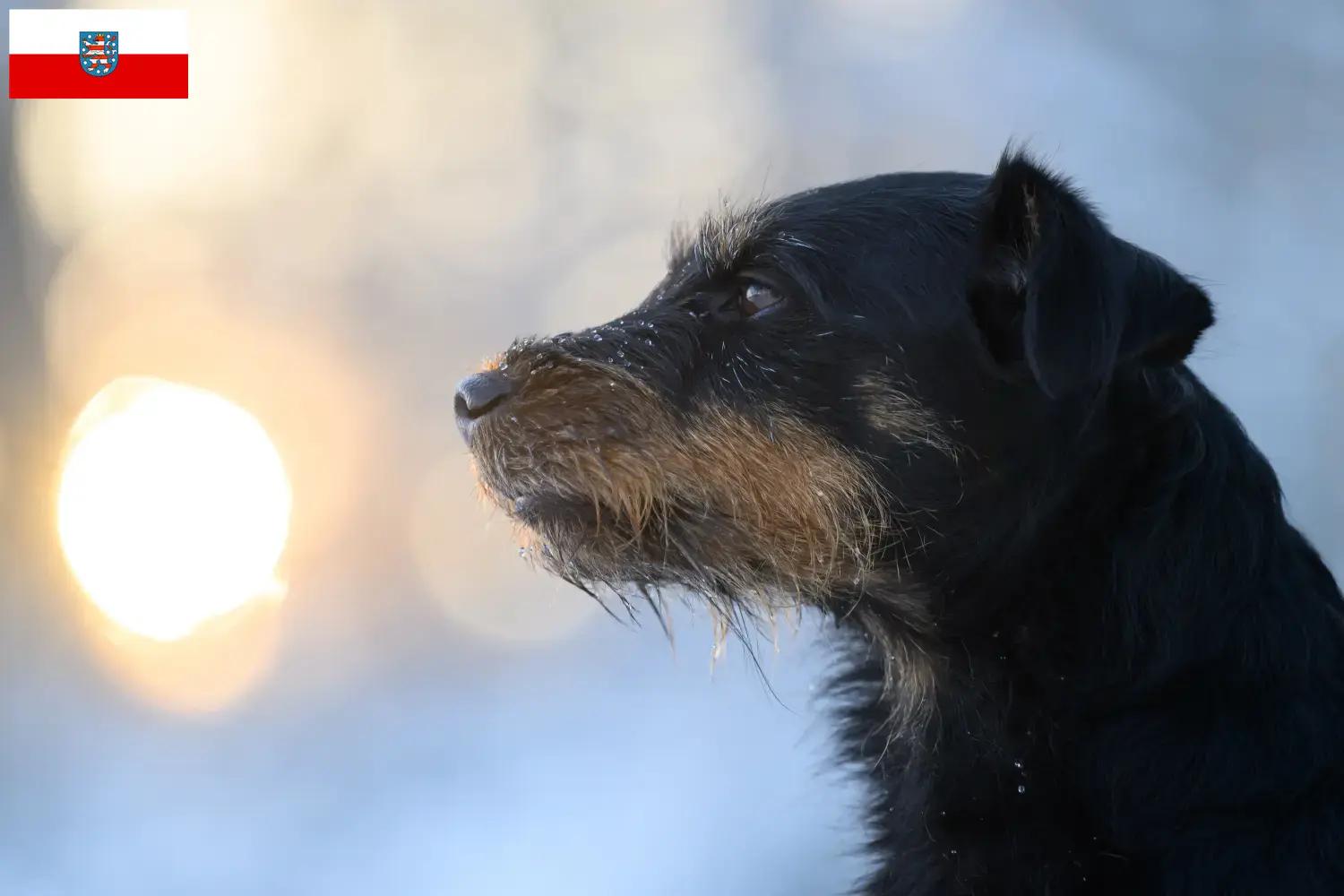 Terrier de chasse allemand chiots et éleveurs Thuringe Ici, tu trouveras des éleveurs de terriers de chasse allemands en Thuringe.