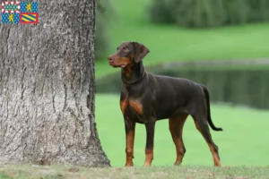 Lire la suite à propos de l’article Dobermann éleveurs et chiots en Bourgogne-Franche-Comté