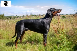 Lire la suite à propos de l’article Dobermann éleveurs et chiots en Corse
