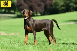 Lire la suite à propos de l’article Dobermann éleveurs et chiots en Flandre