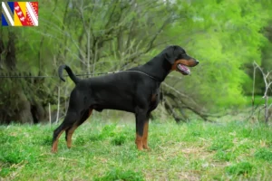 Lire la suite à propos de l’article Dobermann éleveurs et chiots en Grand Est