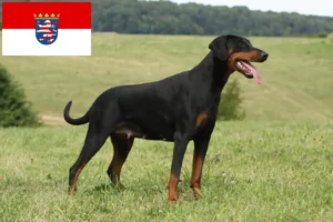 Lire la suite à propos de l’article Dobermann éleveurs et chiots en Hesse