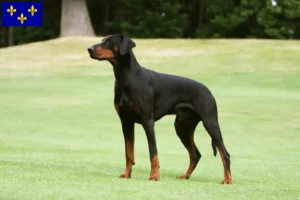 Lire la suite à propos de l’article Dobermann éleveurs et chiots en Île-de-France