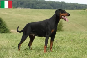 Lire la suite à propos de l’article Dobermann éleveurs et chiots en Italie