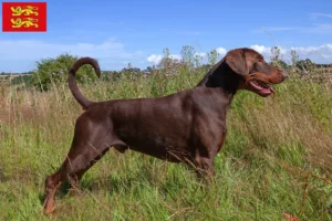 Lire la suite à propos de l’article Éleveurs de dobermans et chiots en Normandie