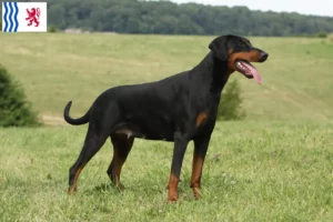 Lire la suite à propos de l’article Dobermann éleveurs et chiots en Nouvelle-Aquitaine