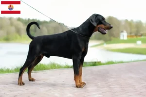 Lire la suite à propos de l’article Éleveurs de dobermans et chiots en Polynésie française