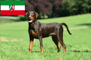 Lire la suite à propos de l’article Éleveurs de dobermans et chiots en Rhénanie-du-Nord-Westphalie