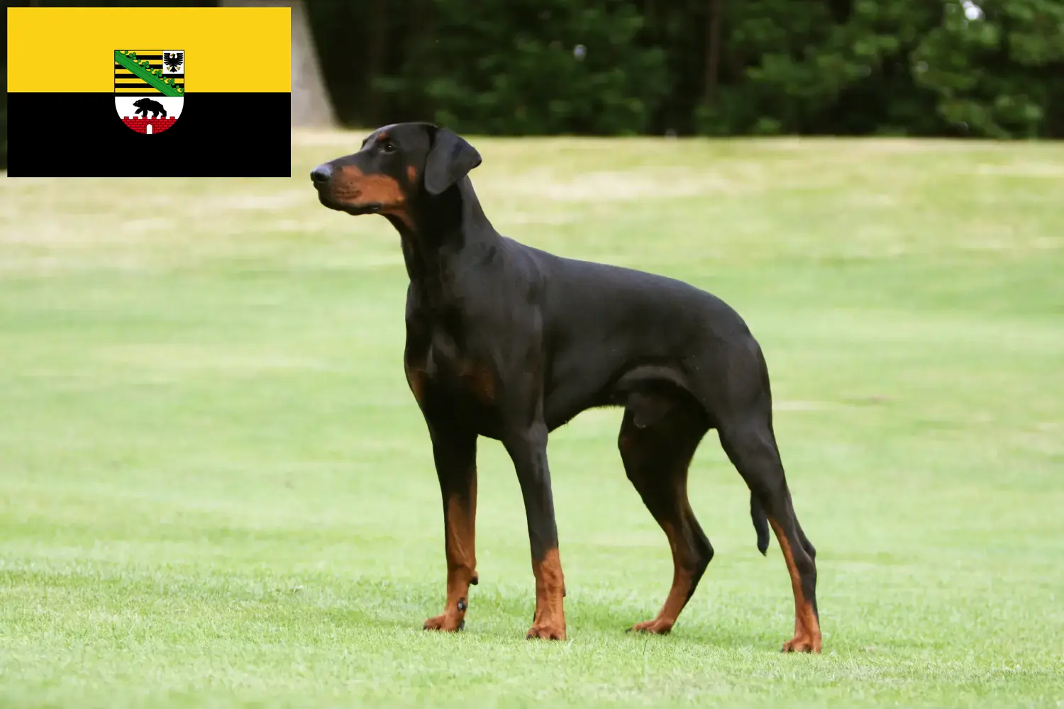 Dobermann chiots et éleveurs Saxe-Anhalt Ici tu peux trouver des éleveurs de dobermans en Saxe-Anhalt.