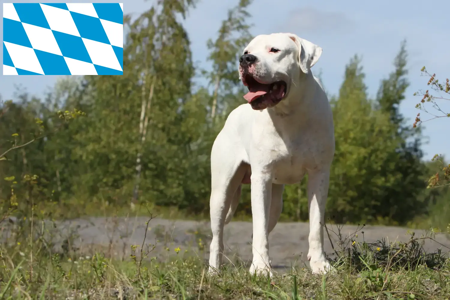 Dogo Argentino chiots et éleveurs Bavière Ici vous trouverez des éleveurs de Dogo Argentinos en Bavière.