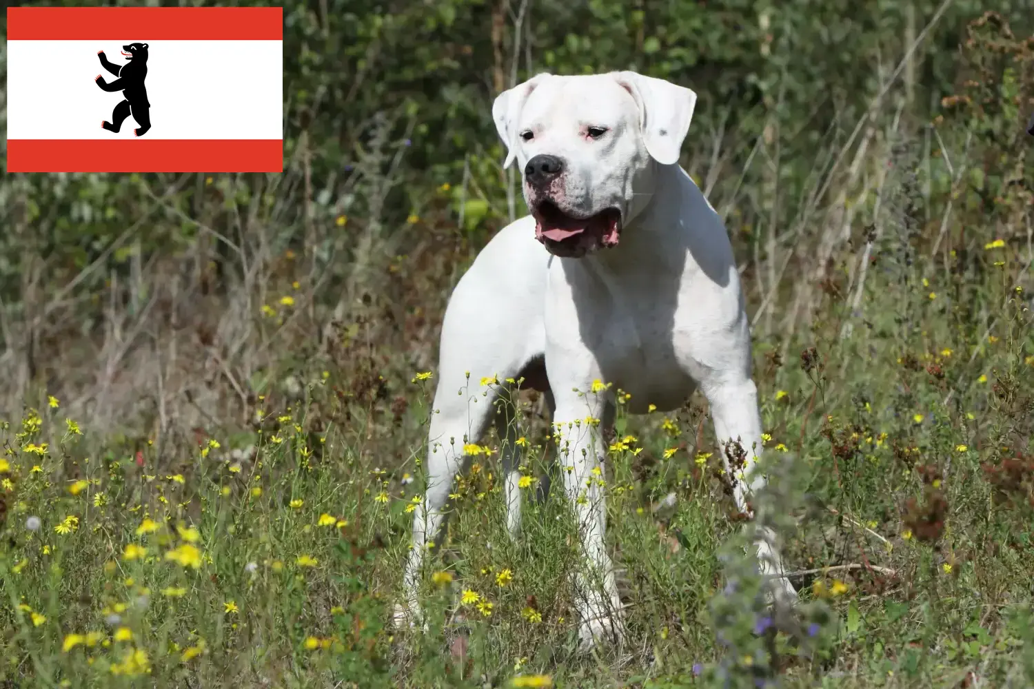 Dogo Argentino chiots et éleveurs Berlin Ici tu peux trouver des éleveurs de Dogo Argentinos à Berlin.