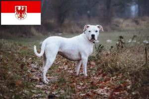 Lire la suite à propos de l’article Dogo Argentino éleveurs et chiots dans le Brandebourg
