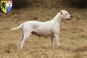 Lire la suite à propos de l’article Dogo Argentino éleveurs et chiots en Hauts-de-France