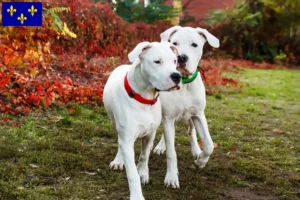 Lire la suite à propos de l’article Éleveurs de Dogo Argentino et chiots en Île-de-France