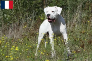 Lire la suite à propos de l’article Dogo Argentino éleveurs et chiots en Martinique