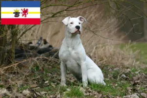 Lire la suite à propos de l’article Éleveurs de Dogo Argentino et chiots dans le Mecklembourg-Poméranie occidentale