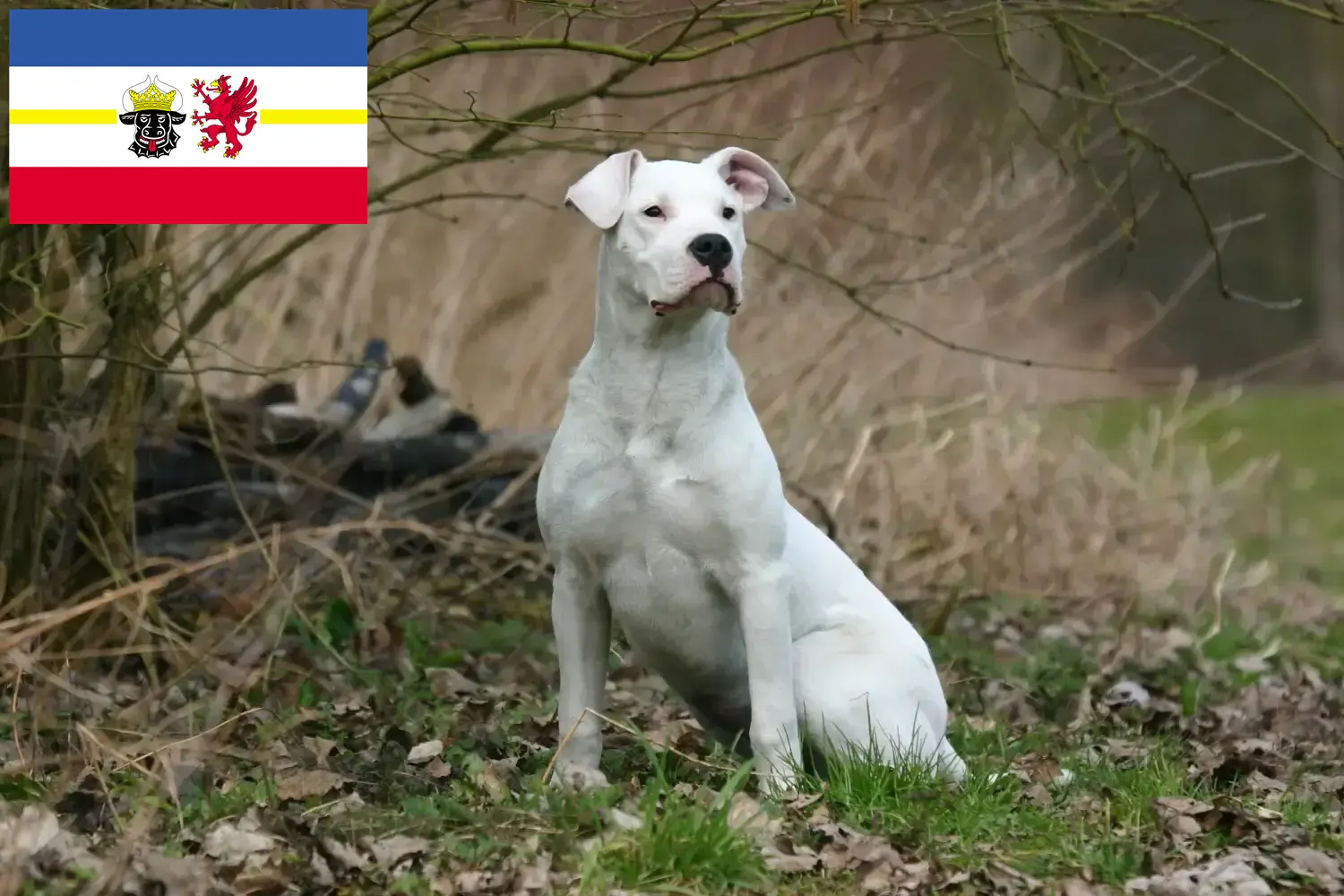 Dogo Argentino chiots et éleveurs Mecklenburg-Vorpommern Ici vous trouverez des éleveurs de Dogo Argentinos dans le Mecklembourg-Poméranie occidentale.