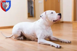 Lire la suite à propos de l’article Éleveurs de Dogo Argentino et chiots en Pays de la Loire