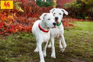 Lire la suite à propos de l’article Éleveurs de Dogo Argentino et chiots en Région wallonne