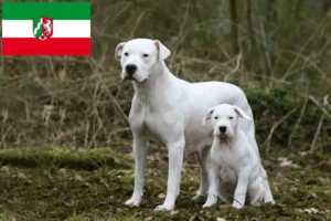 Lire la suite à propos de l’article Éleveurs de Dogo Argentino et chiots en Rhénanie-du-Nord-Westphalie