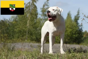 Lire la suite à propos de l’article Dogo Argentino éleveurs et chiots en Saxe-Anhalt