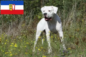 Lire la suite à propos de l’article Dogo Argentino éleveurs et chiots dans le Schleswig-Holstein