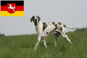 Lire la suite à propos de l’article Dogue allemand éleveurs et chiots en Basse-Saxe