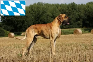 Lire la suite à propos de l’article Dogue allemand éleveurs et chiots en Bavière