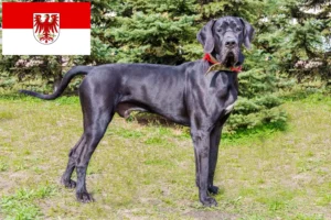 Lire la suite à propos de l’article Dogue allemand éleveurs et chiots dans le Brandebourg