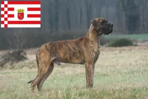 Lire la suite à propos de l’article Dogue allemand éleveurs et chiots à Brême