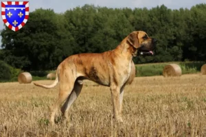 Lire la suite à propos de l’article Éleveurs de dogues allemands et chiots en Centre-Val de Loire