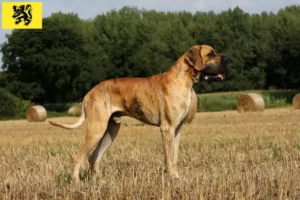 Lire la suite à propos de l’article Éleveurs de dogues allemands et chiots en Flandre