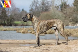 Lire la suite à propos de l’article Dogue allemand Éleveurs et chiots en Grand Est