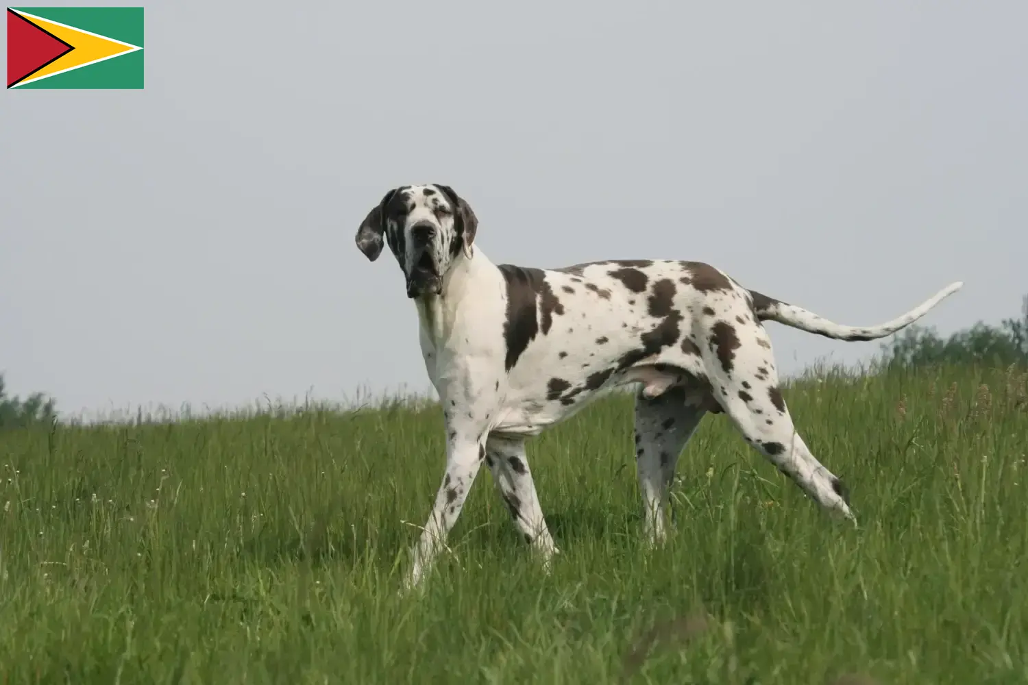 Dogue allemand chiots et éleveurs Guyana Ici vous trouverez des éleveurs de dogues allemands en Guyane.