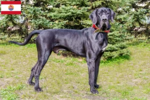 Lire la suite à propos de l’article Éleveurs de dogues allemands et chiots en Polynésie française