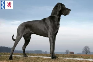 Lire la suite à propos de l’article Éleveurs de dogues allemands et chiots en Nouvelle-Aquitaine