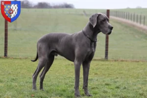 Lire la suite à propos de l’article Dogue allemand éleveurs et chiots en Pays de la Loire