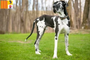 Lire la suite à propos de l’article Dogue allemand éleveurs et chiots en Provence-Alpes-Côte d’Azur