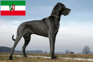 Lire la suite à propos de l’article Dogue allemand éleveurs et chiots en Rhénanie-du-Nord-Westphalie