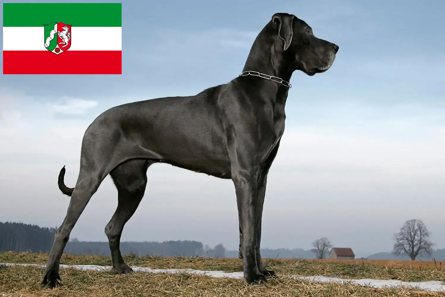 Dogue allemand chiots et éleveurs Rhénanie-du-Nord-Westphalie Ici, tu trouveras des éleveurs de dogues allemands en Rhénanie-du-Nord-Westphalie.