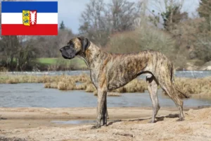 Lire la suite à propos de l’article Dogue allemand éleveurs et chiots dans le Schleswig-Holstein
