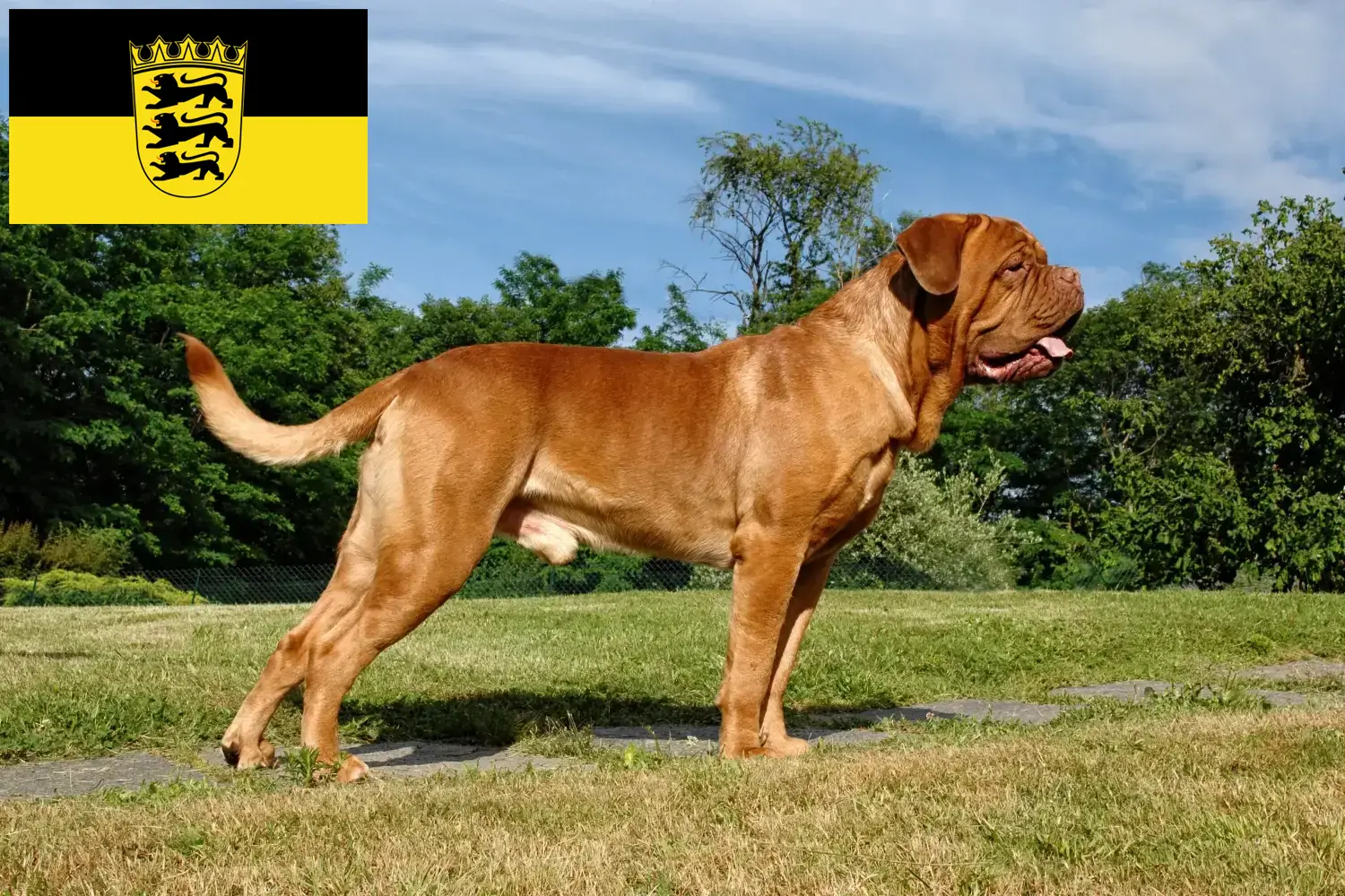 Dogue de Bordeaux chiots et éleveurs Baden-Württemberg Ici, tu trouveras des éleveurs de dogues de Bordeaux en Bade-Wurtemberg.